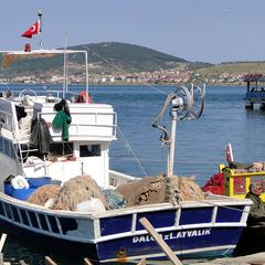Türkiye'nin Balık Takvimi İki Saate Göre İşler: Biyoloji ve Bakanlık Yasakları